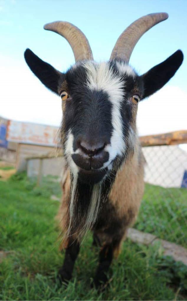 goats putlake adventure farm swanage dorset